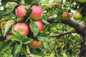 Apple:  'Honey Crisp'™ 5 Gal (Bl)