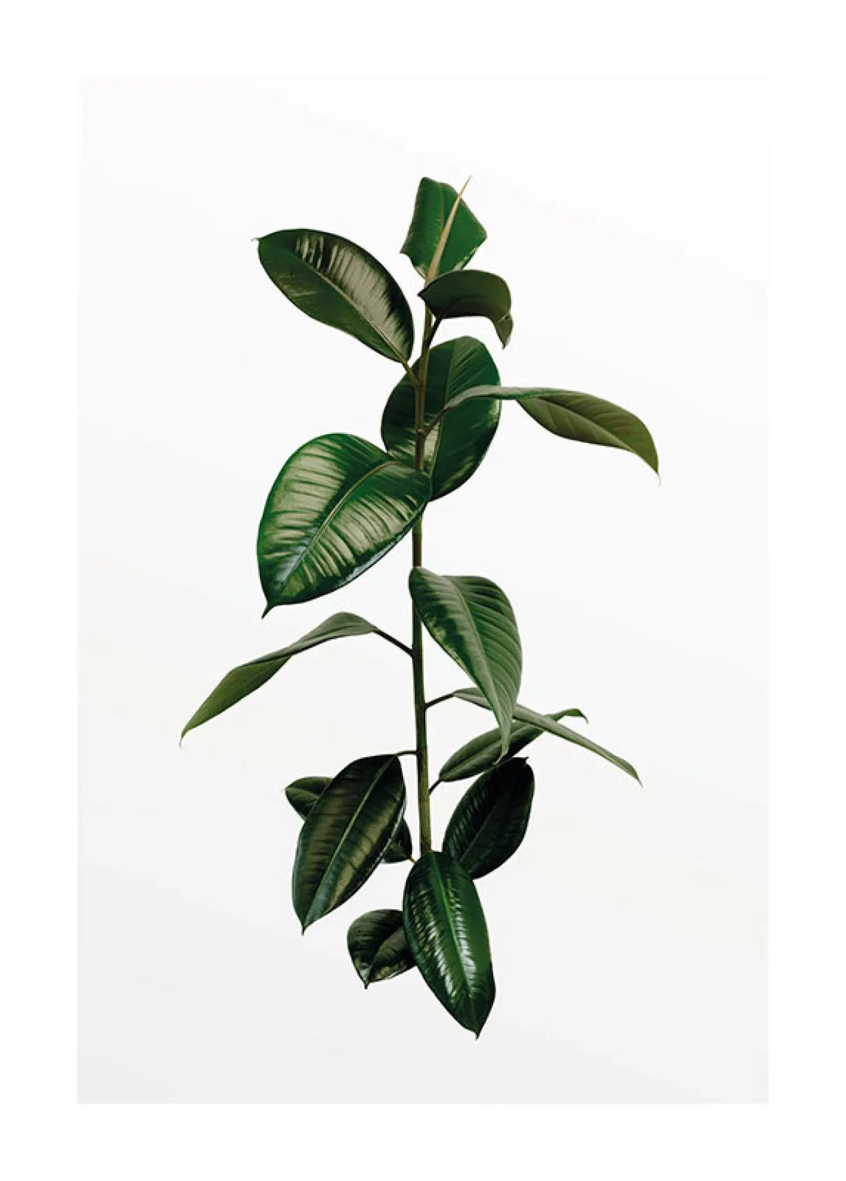 Ficus Branch Art Poster