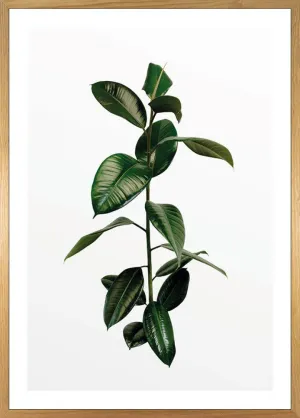 Ficus Branch Art Poster